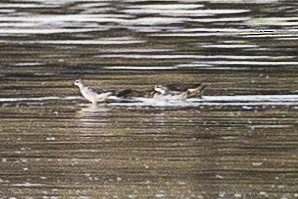 Red-necked Phalarope - ML609231480