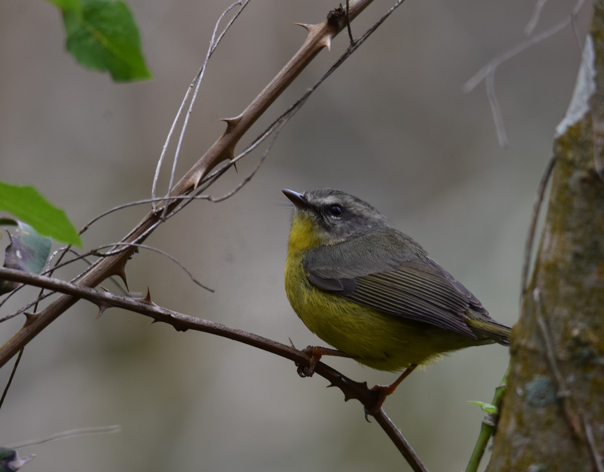 Golden-crowned Warbler - ML609231512