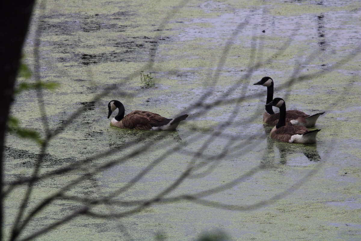 Canada Goose - ML609231513