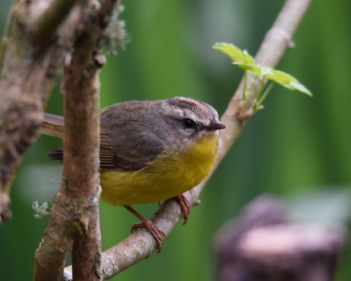 Golden-crowned Warbler - ML609231515