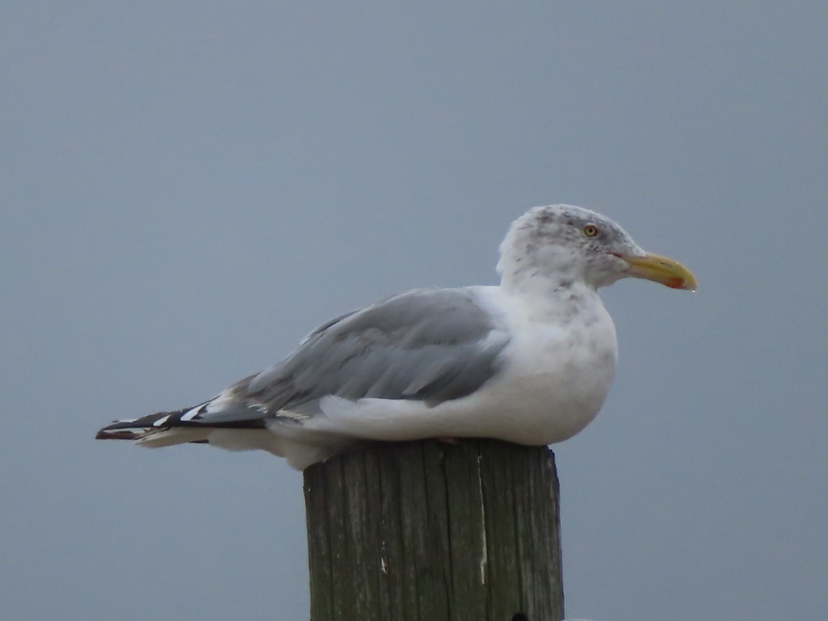 Gaviota Argéntea - ML609231533