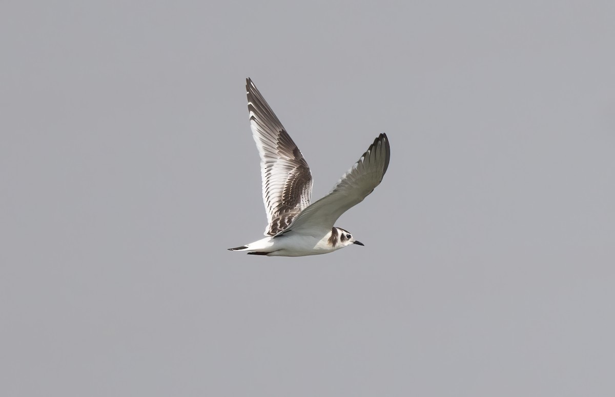 Little Gull - ML609231542