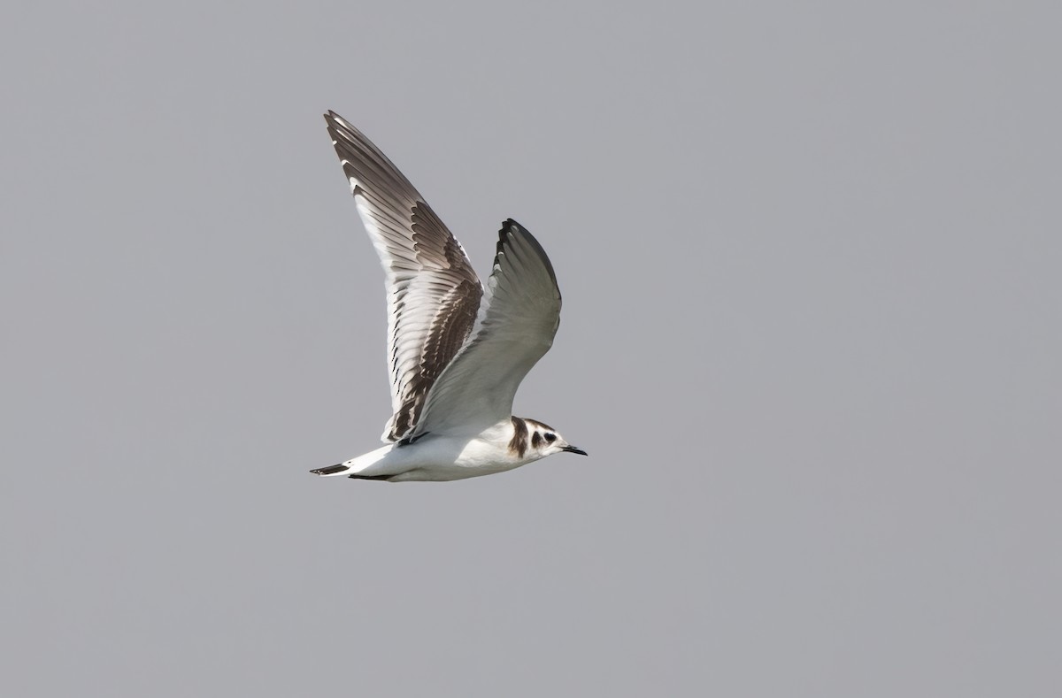 Little Gull - ML609231544