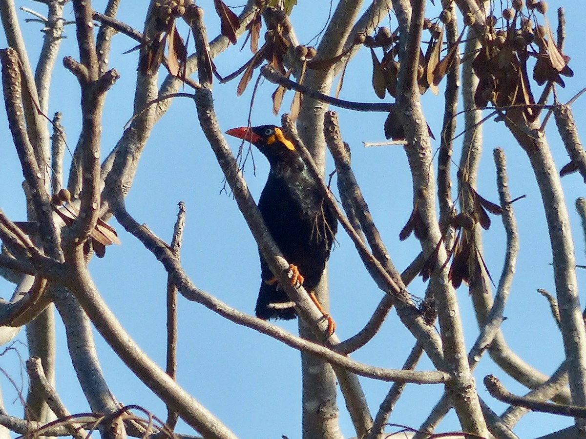 Tenggara Hill Myna - ML609231572