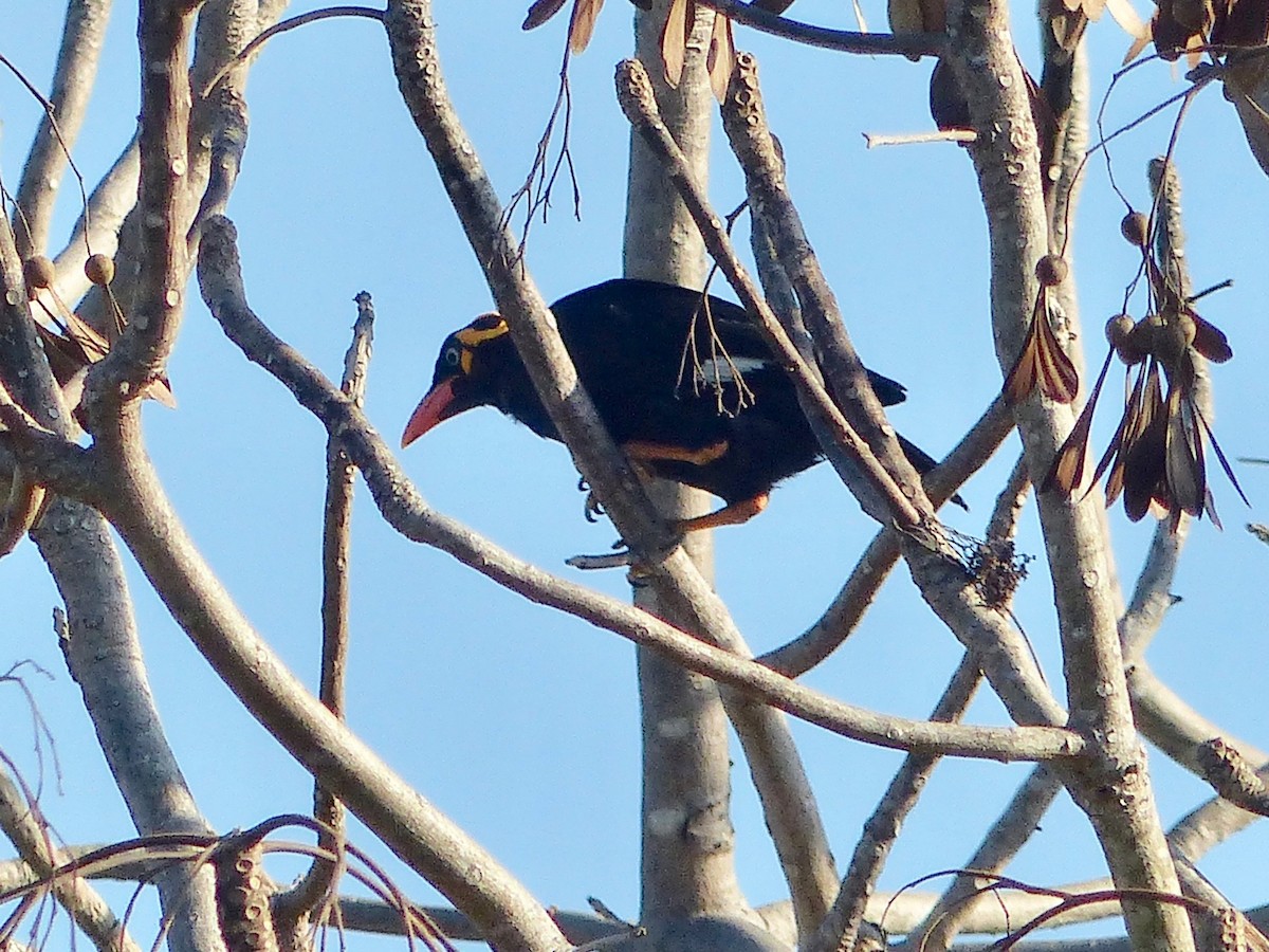 Tenggara Hill Myna - ML609231574