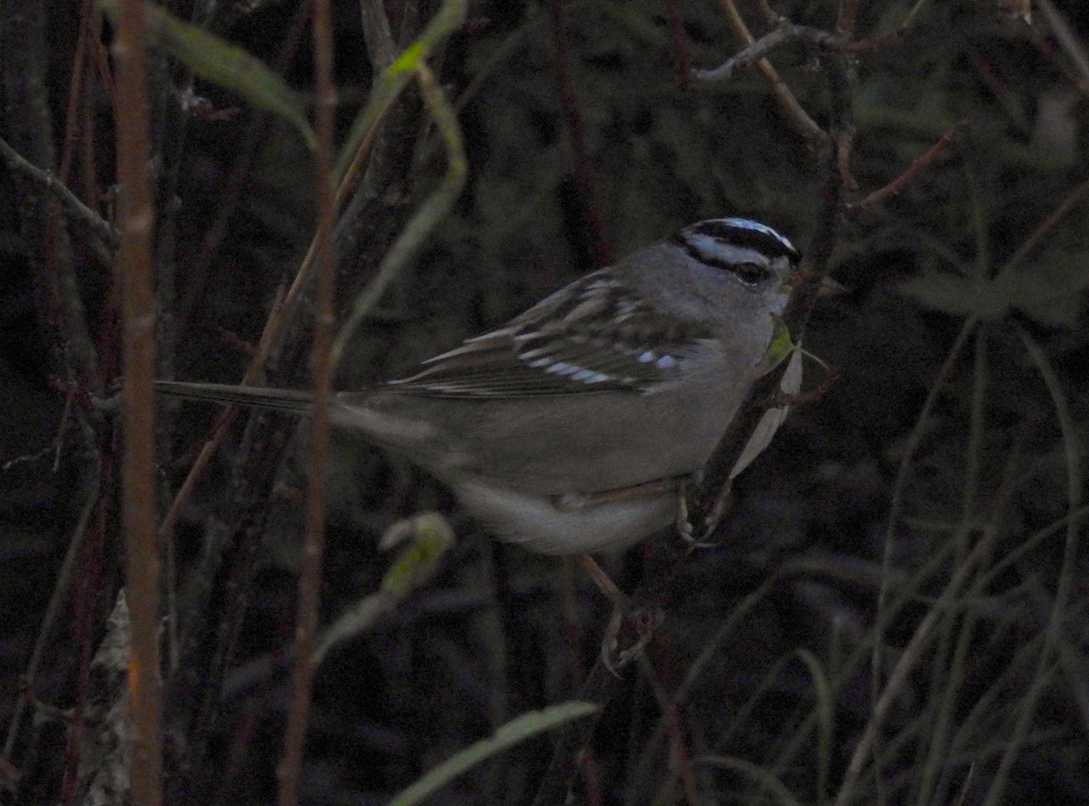 White-crowned Sparrow (Gambel's) - ML609231625