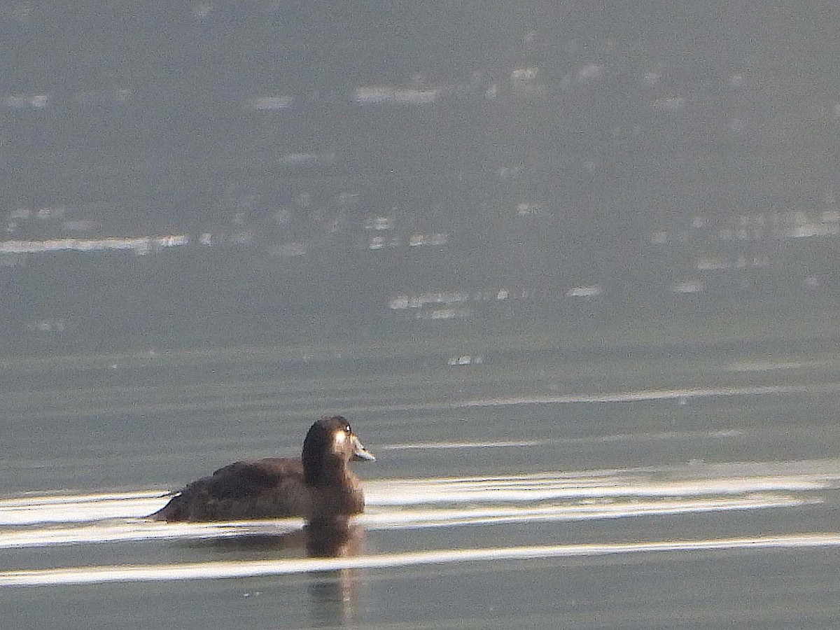 Surf Scoter - ML609231829