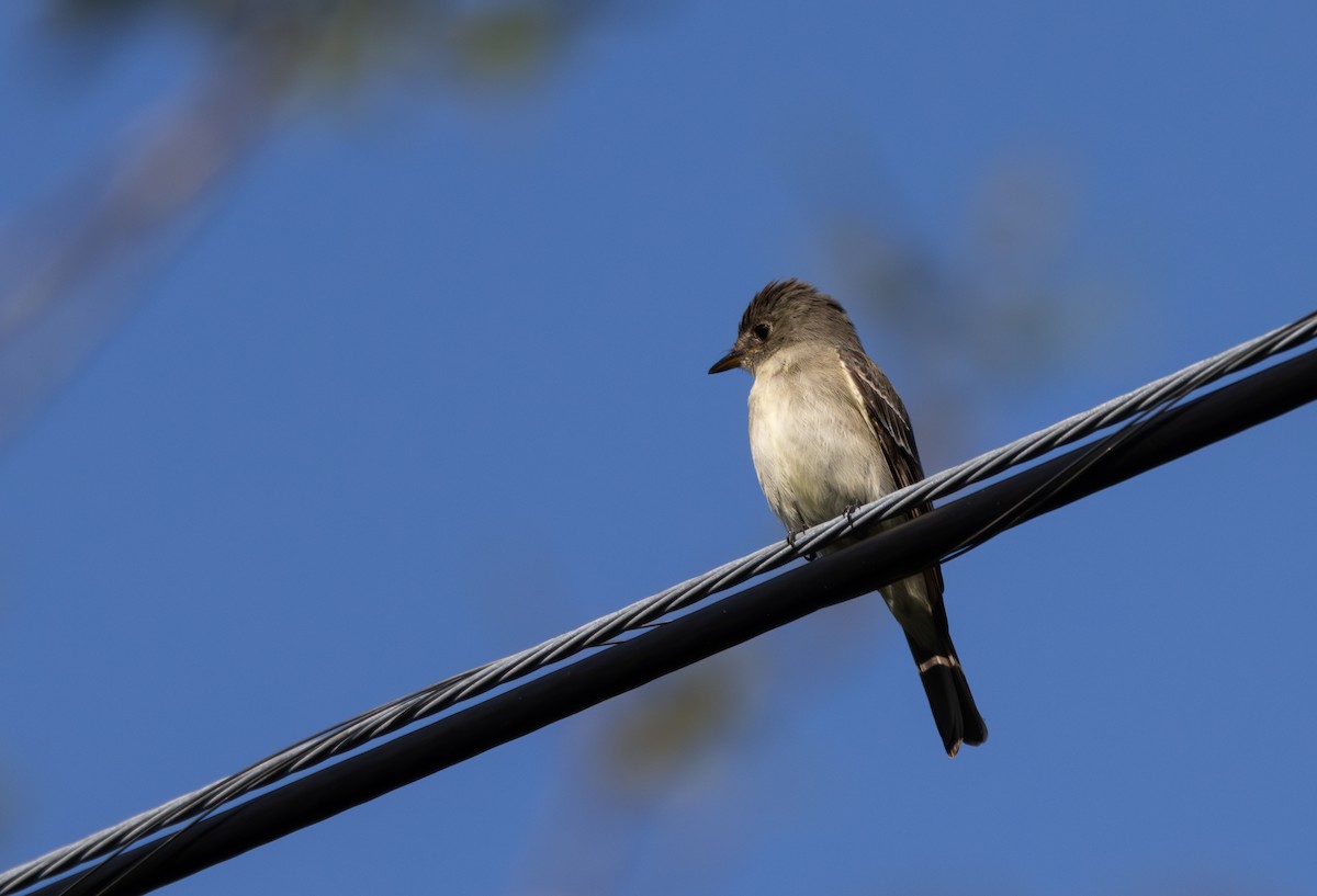 Eastern Wood-Pewee - ML609231845