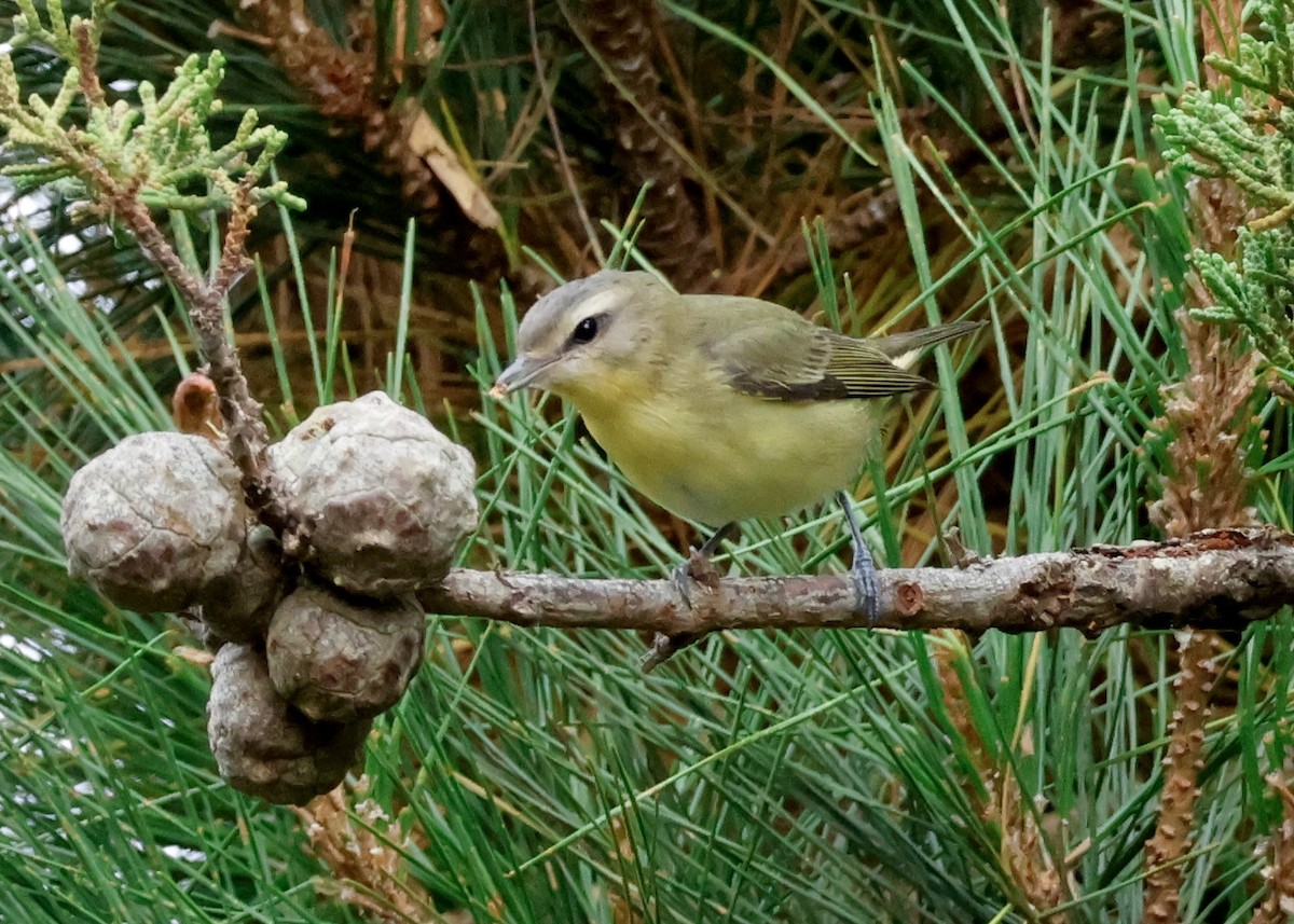 Vireo de Filadelfia - ML609231881