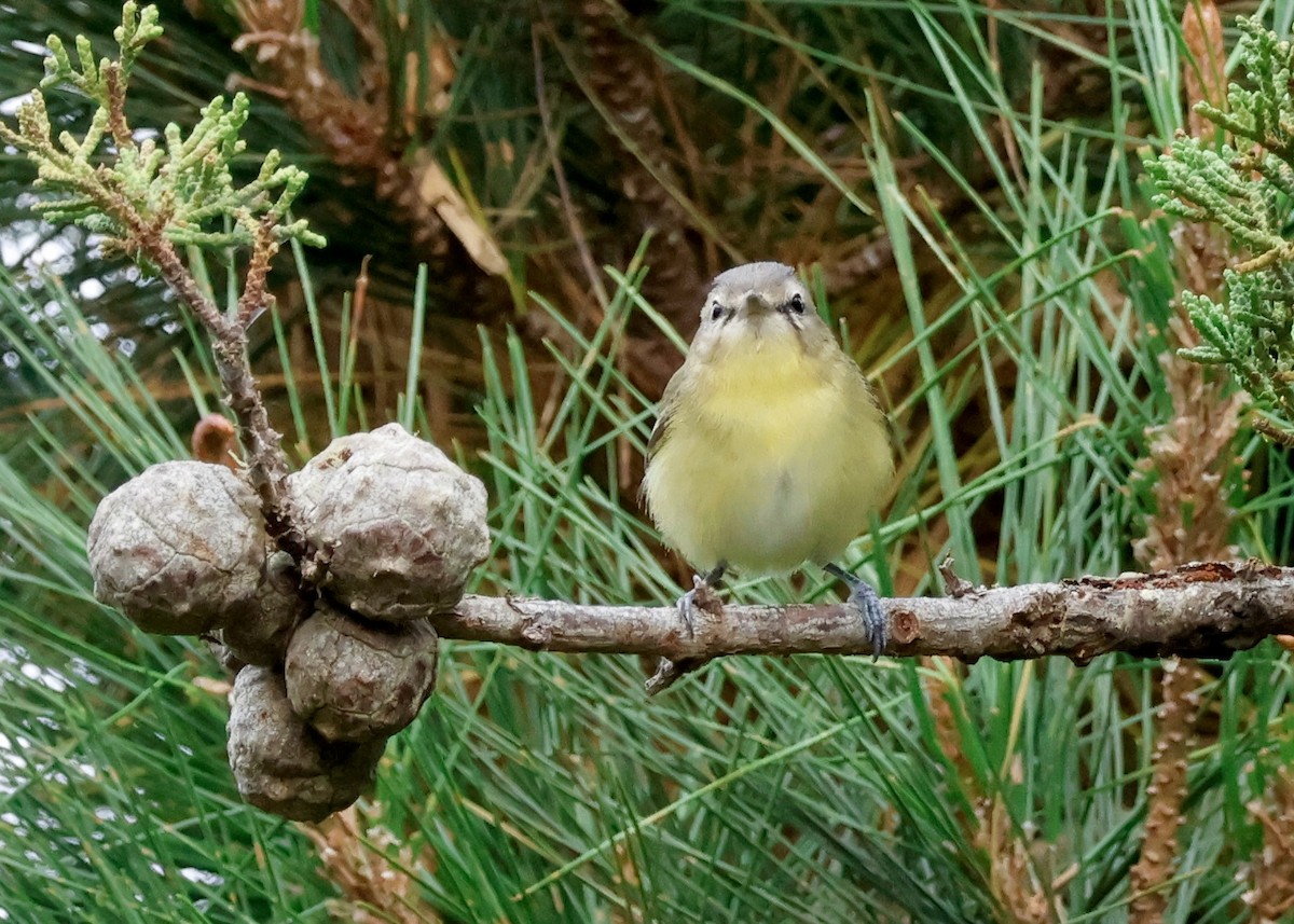 Philadelphia Vireo - Jay Carroll