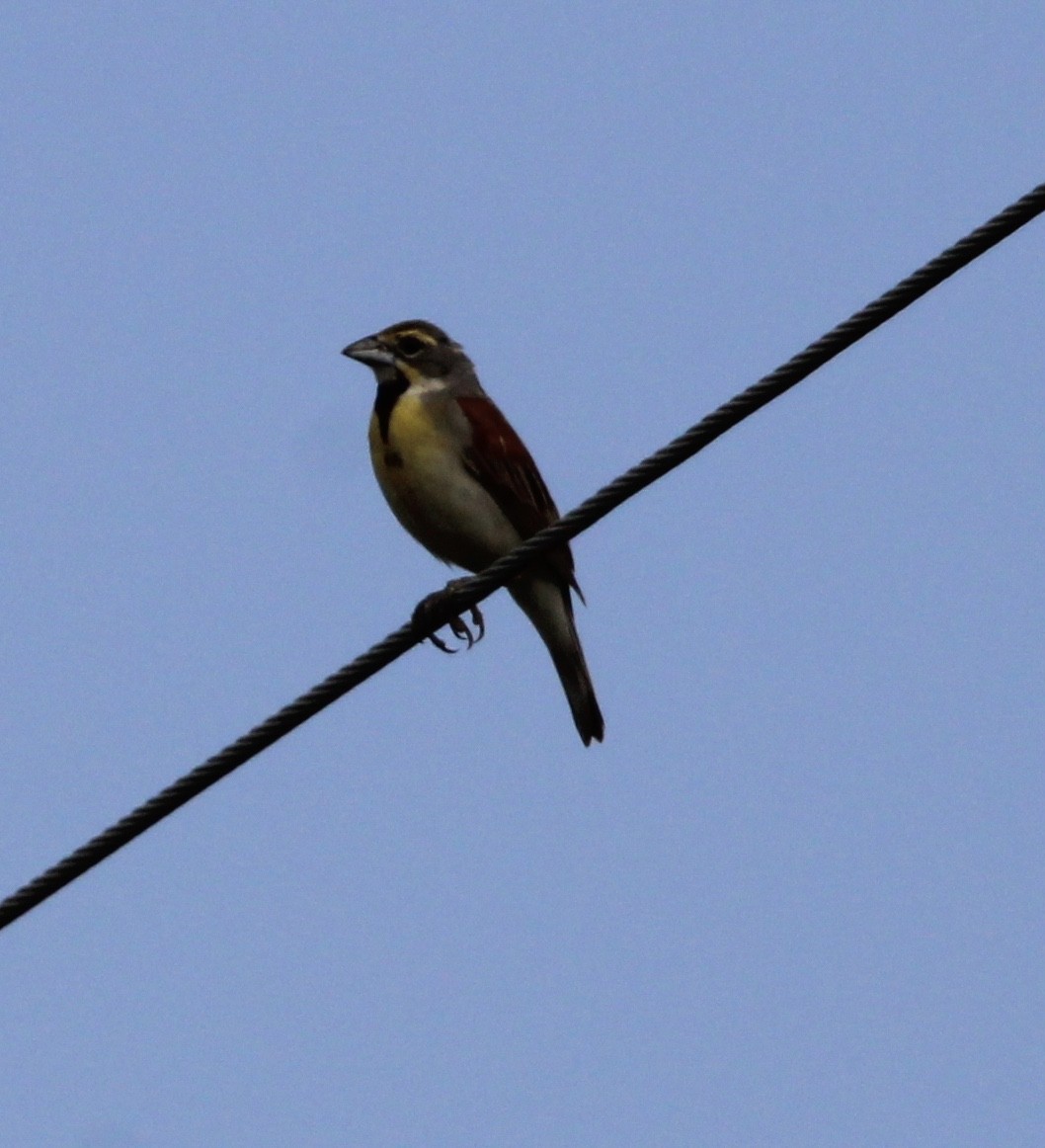 Dickcissel - ML609232003