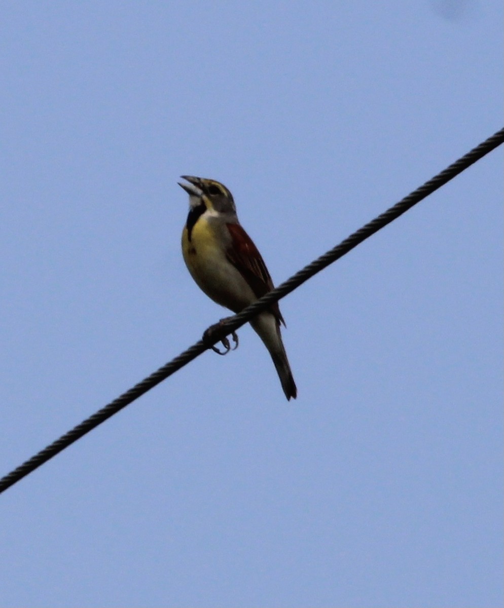 Dickcissel - ML609232004