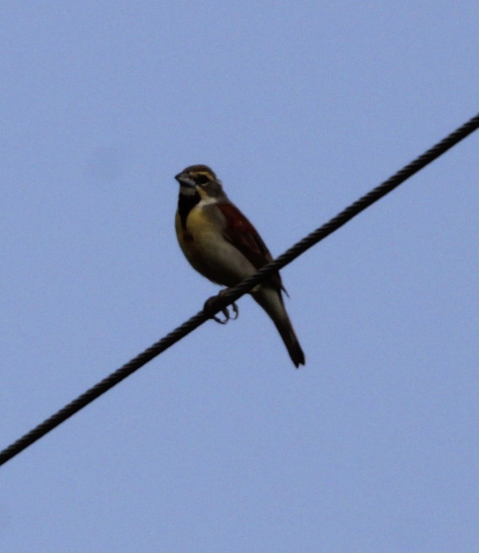 Dickcissel - ML609232005