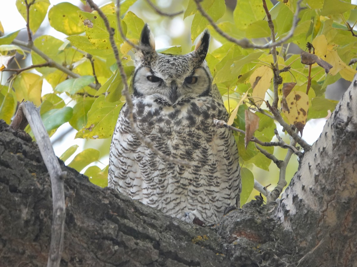 Great Horned Owl - ML609232018