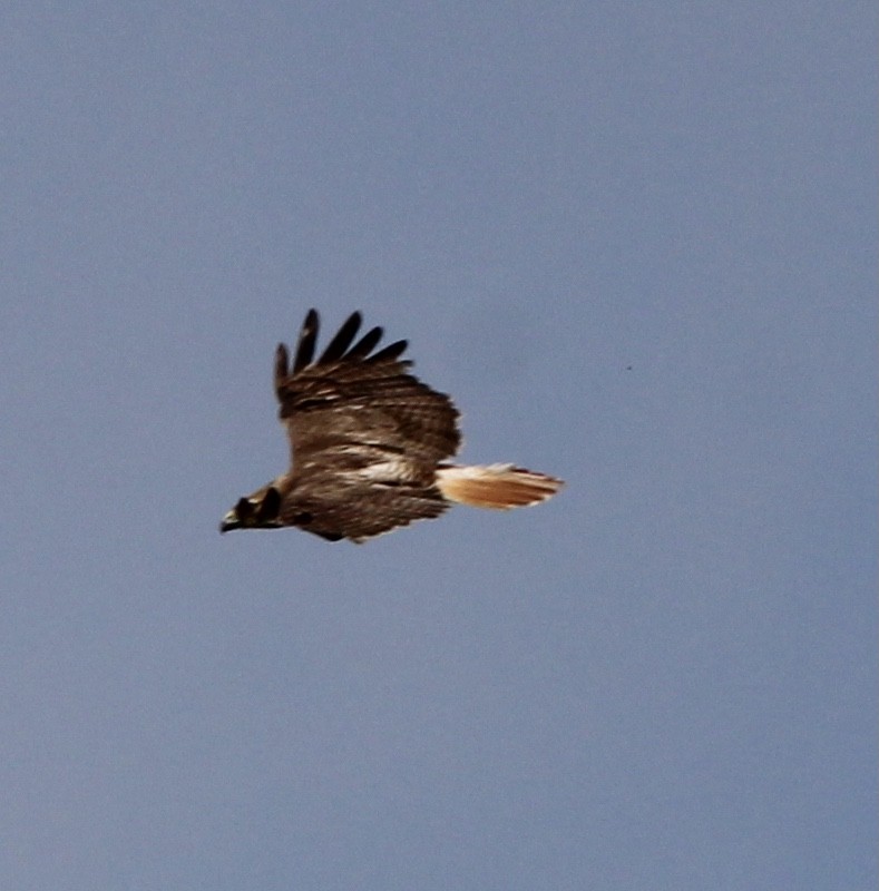 Red-tailed Hawk - ML609232024