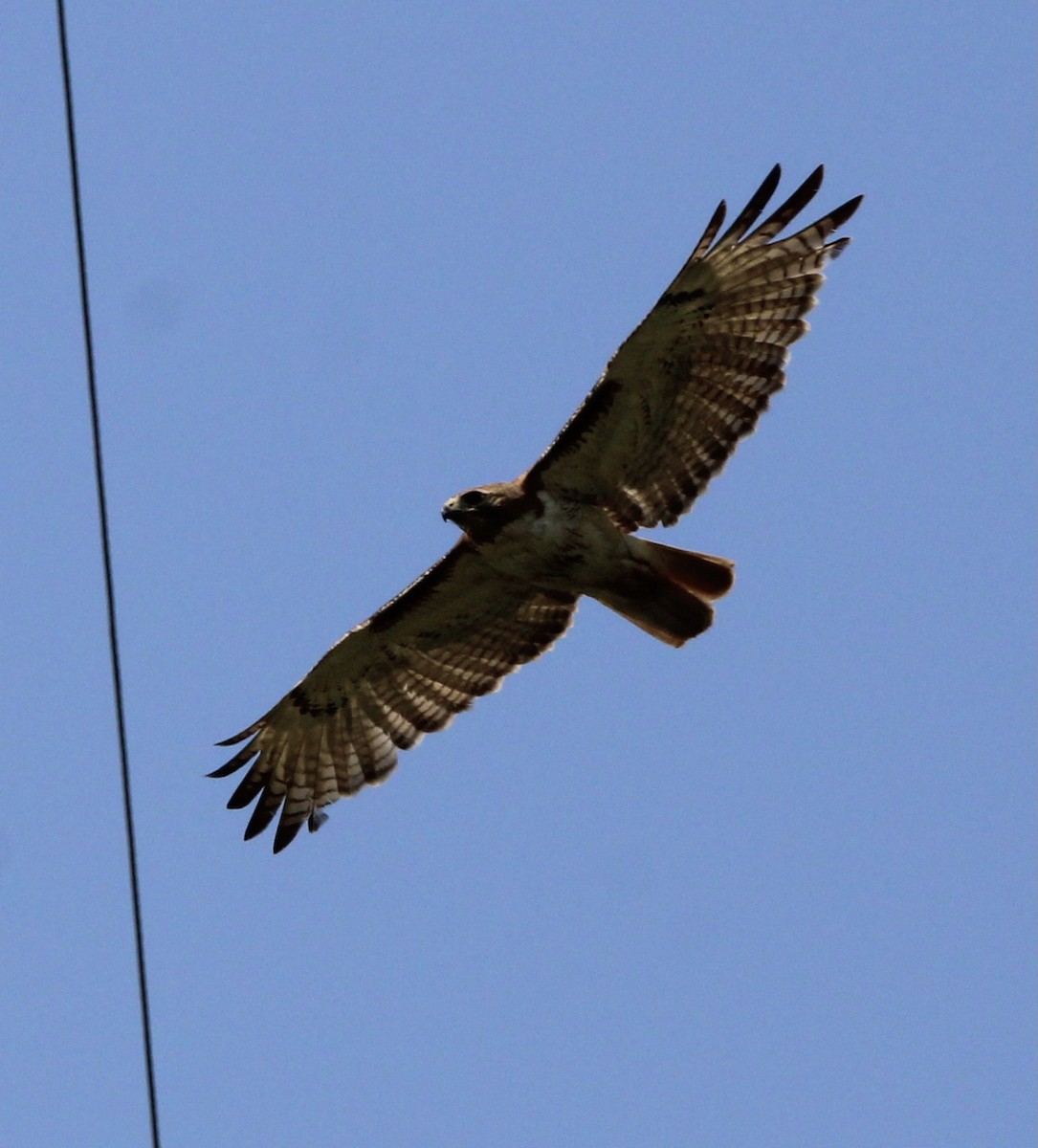 Red-tailed Hawk - ML609232025