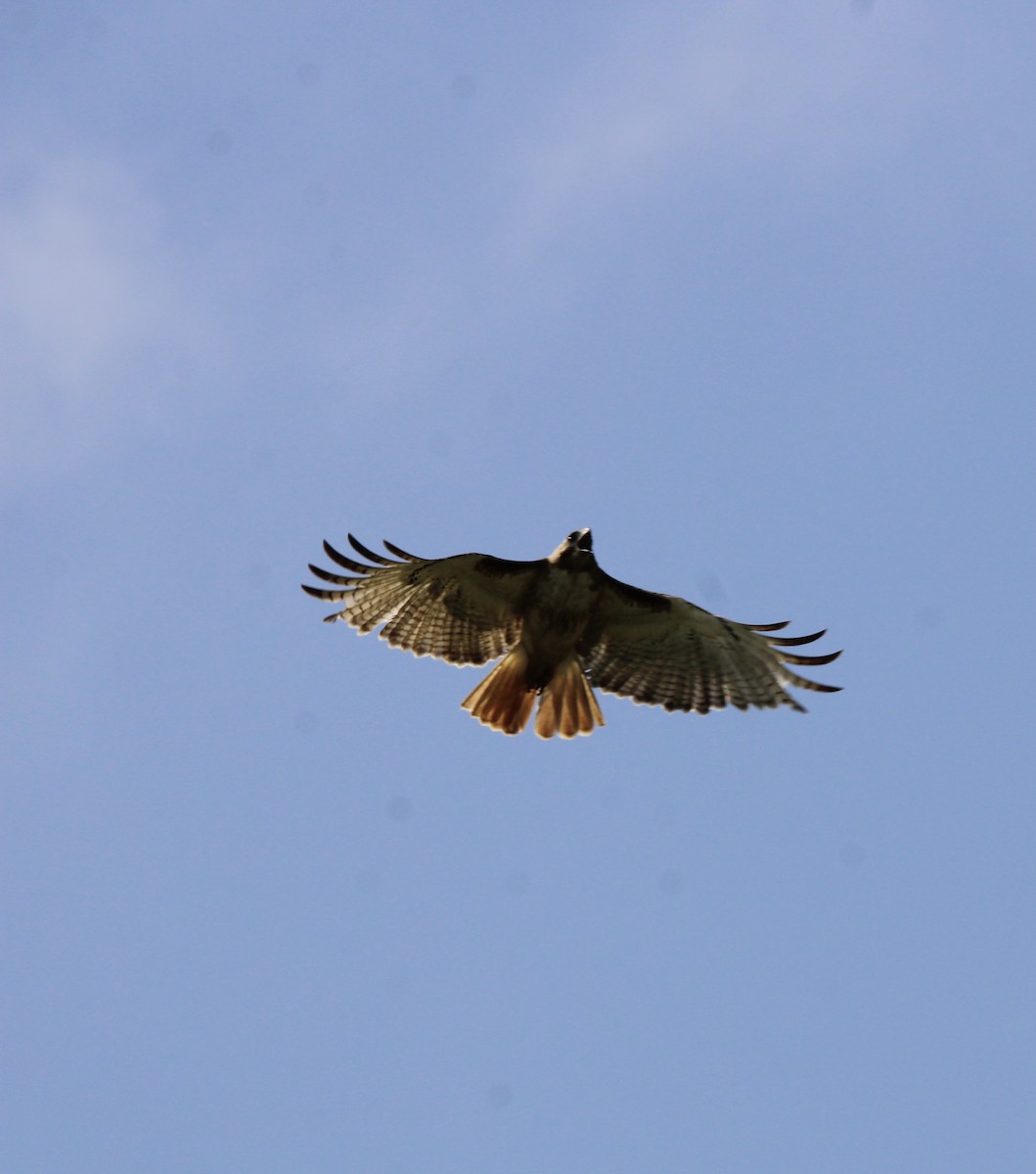 Red-tailed Hawk - ML609232026