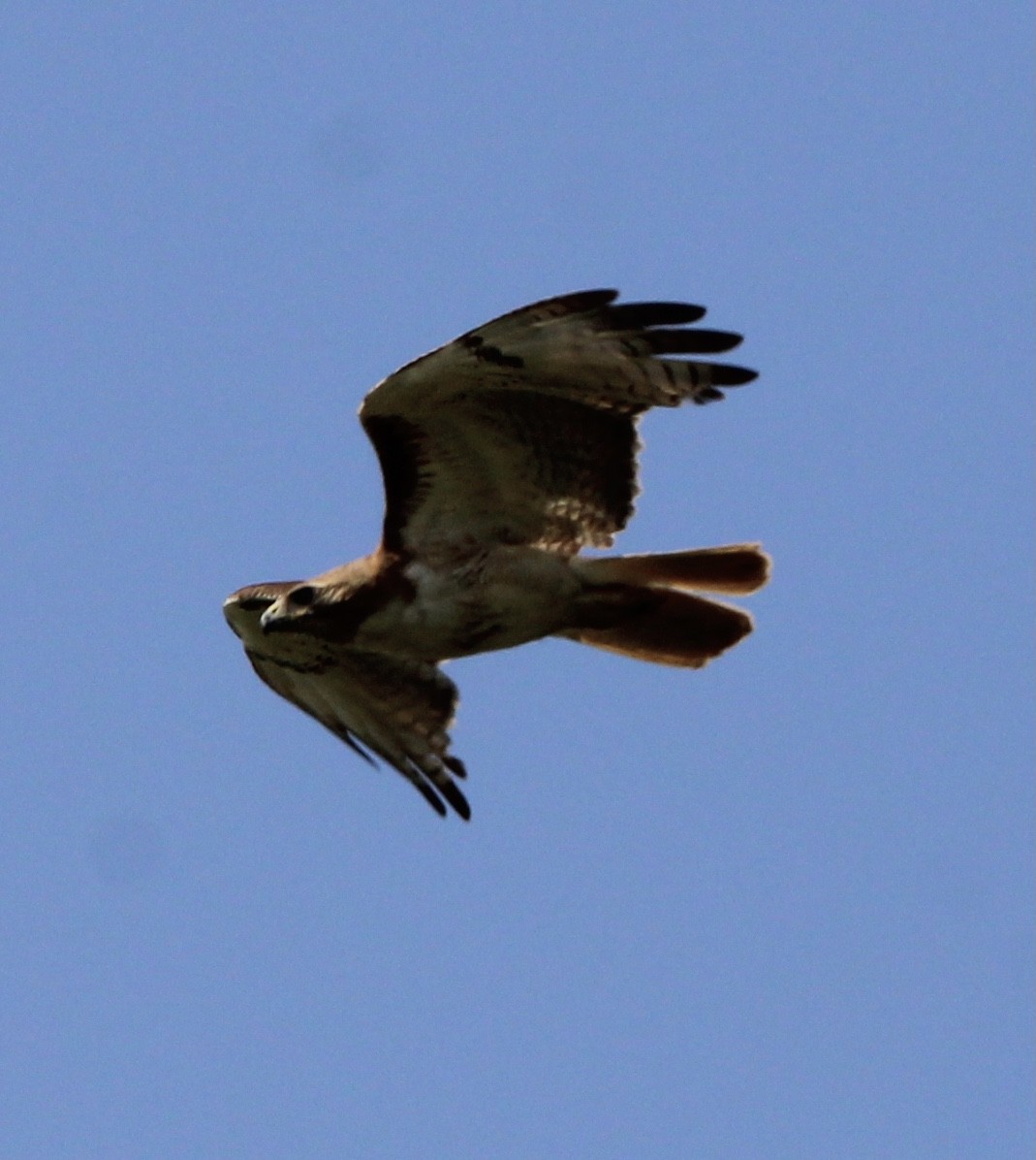 Red-tailed Hawk - ML609232028
