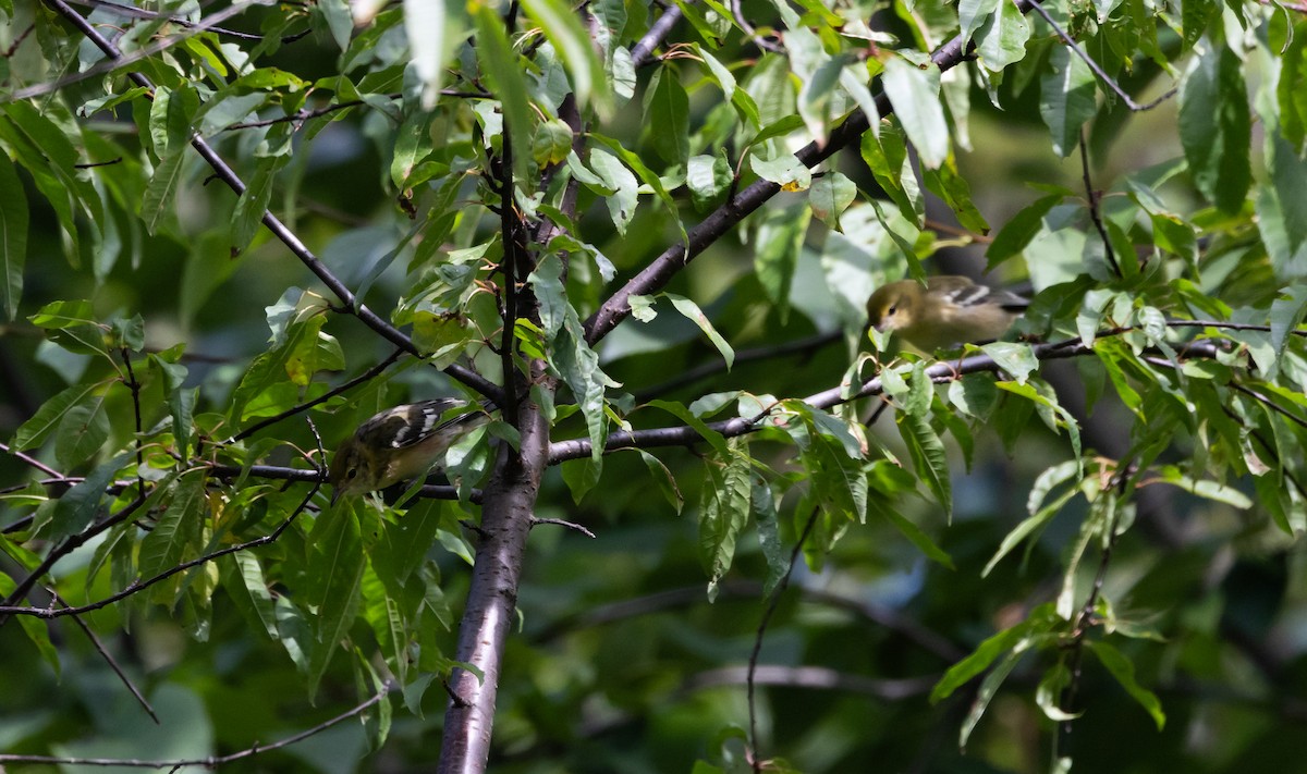 Bay-breasted Warbler - Jay McGowan