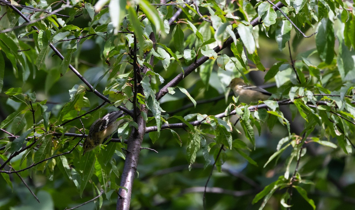 Bay-breasted Warbler - Jay McGowan