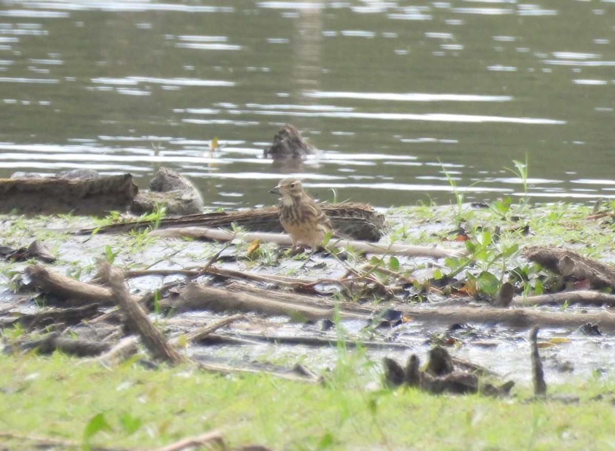 American Pipit - ML609232088