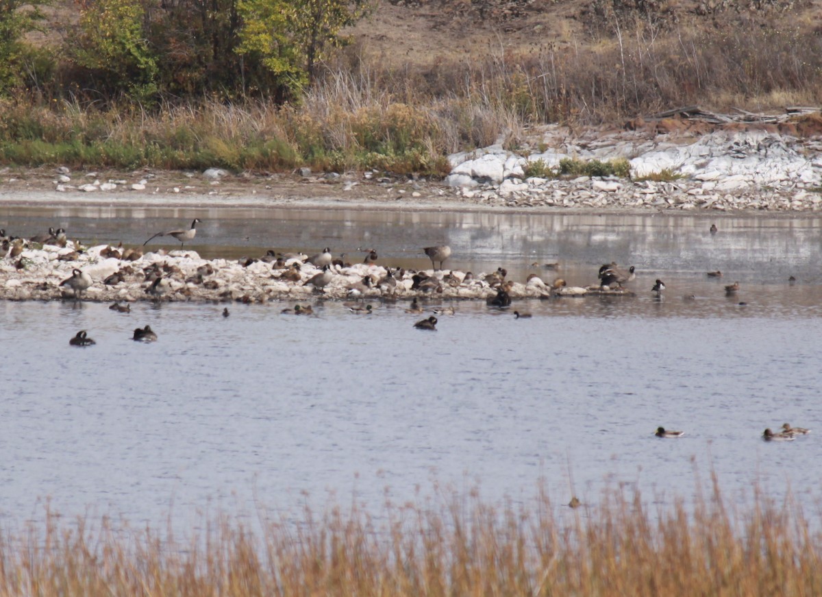 Canada Goose - ML609232238