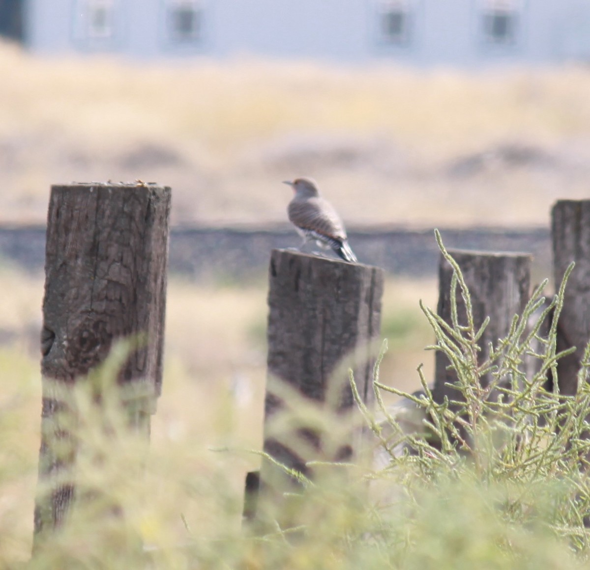 Northern Flicker - ML609232251