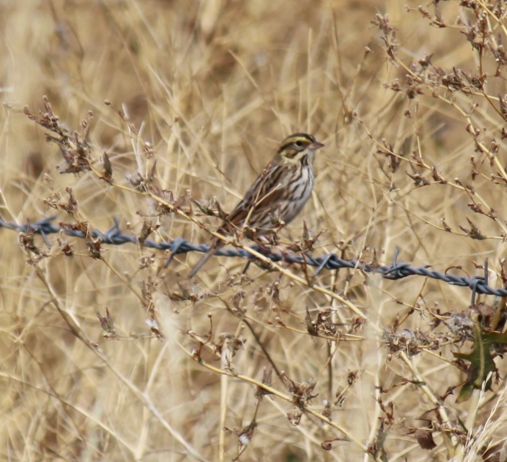 Savannah Sparrow - ML609232328