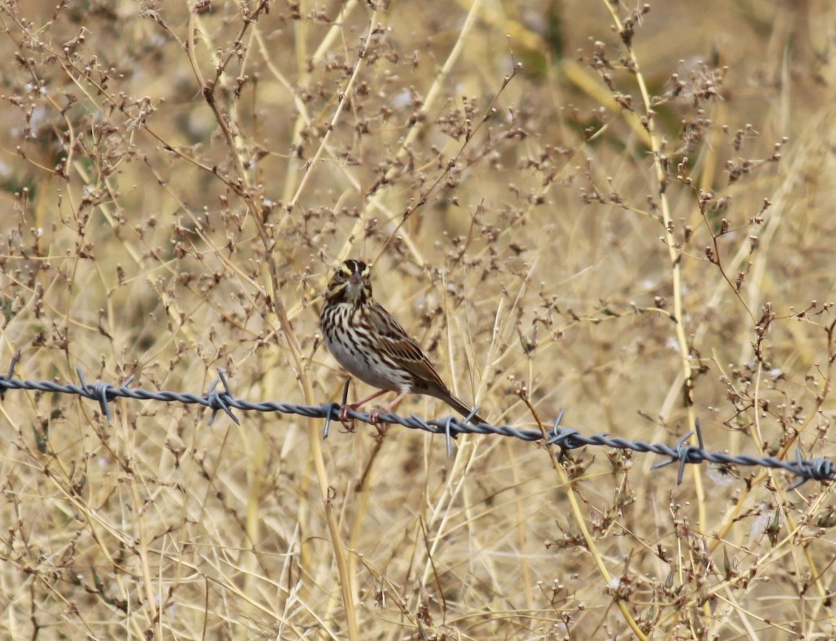 Savannah Sparrow - ML609232331