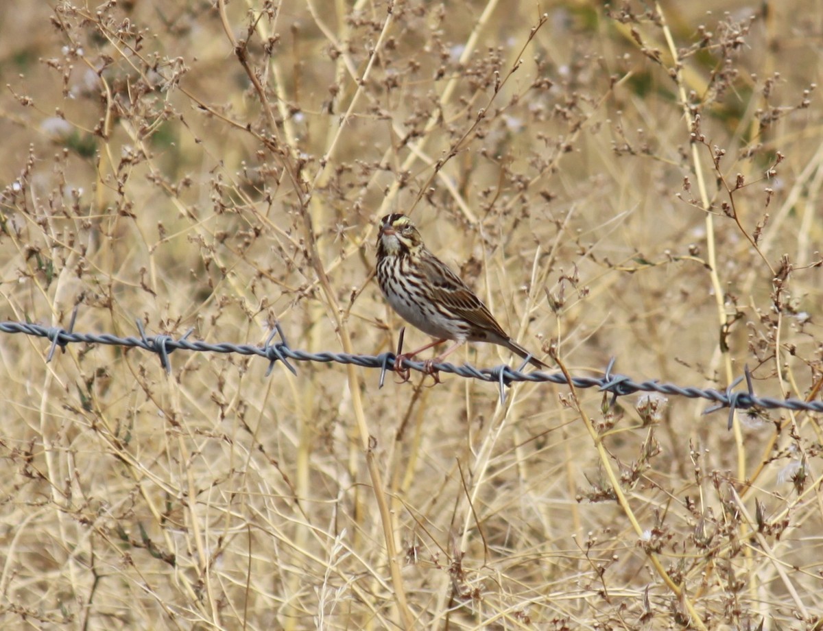 Savannah Sparrow - ML609232335