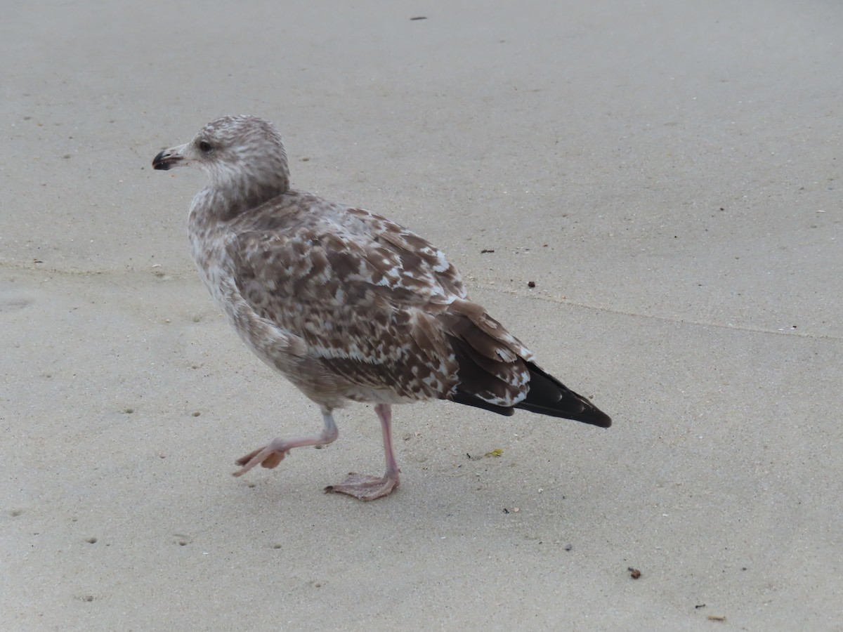 Herring Gull - Ursula  Mitra