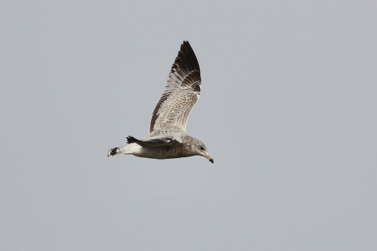 Ring-billed Gull - ML609232448