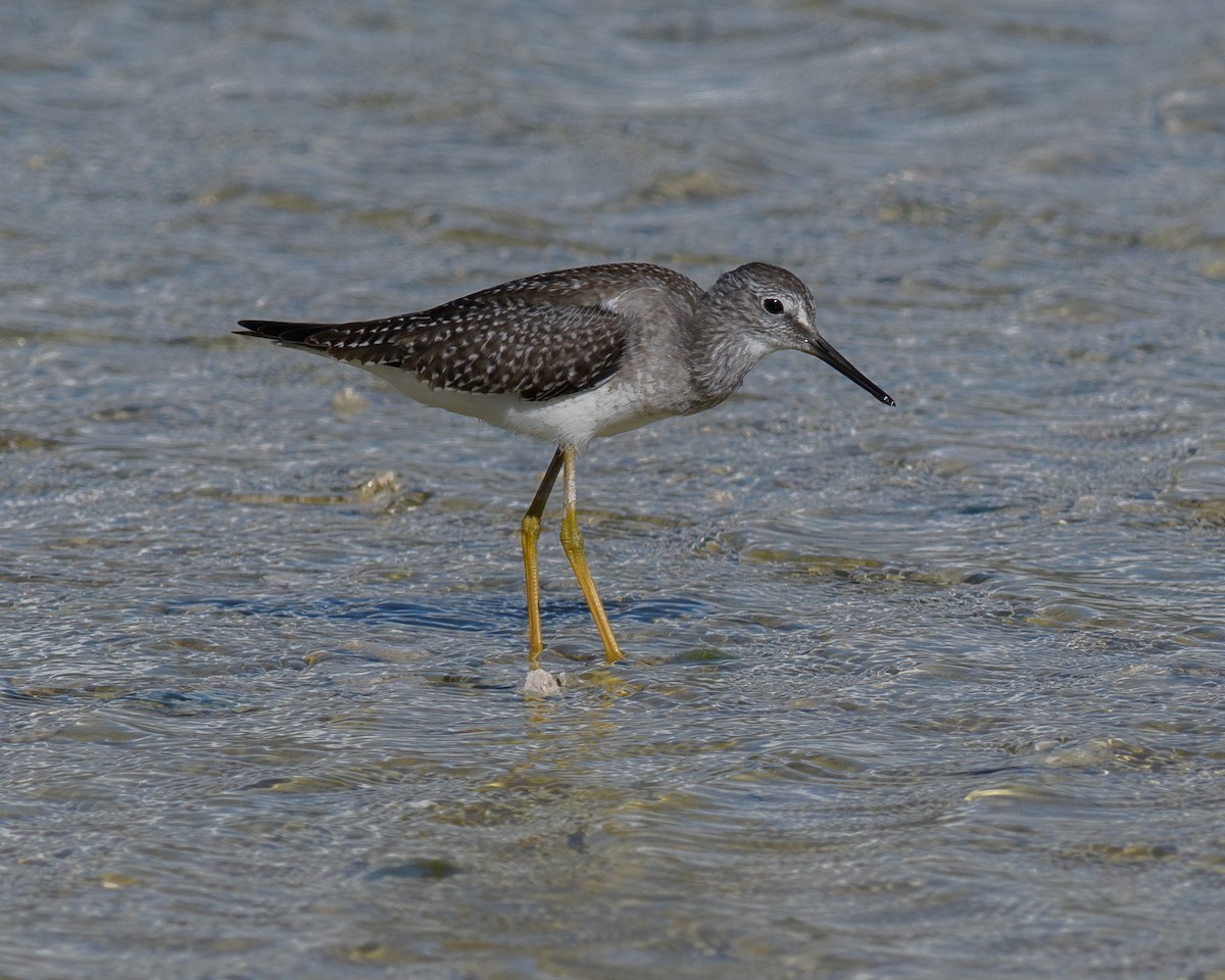 Lesser Yellowlegs - ML609232517