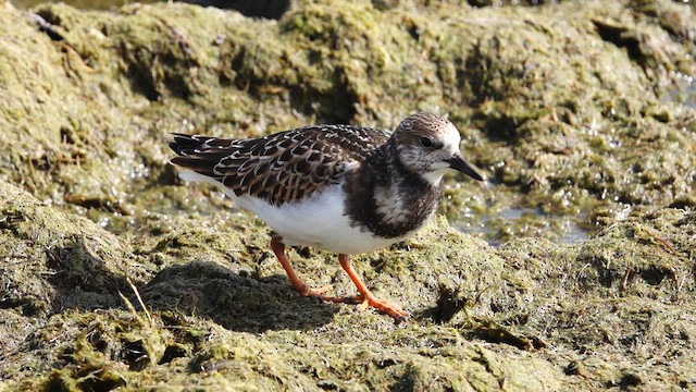 Ruddy Turnstone - ML609232522