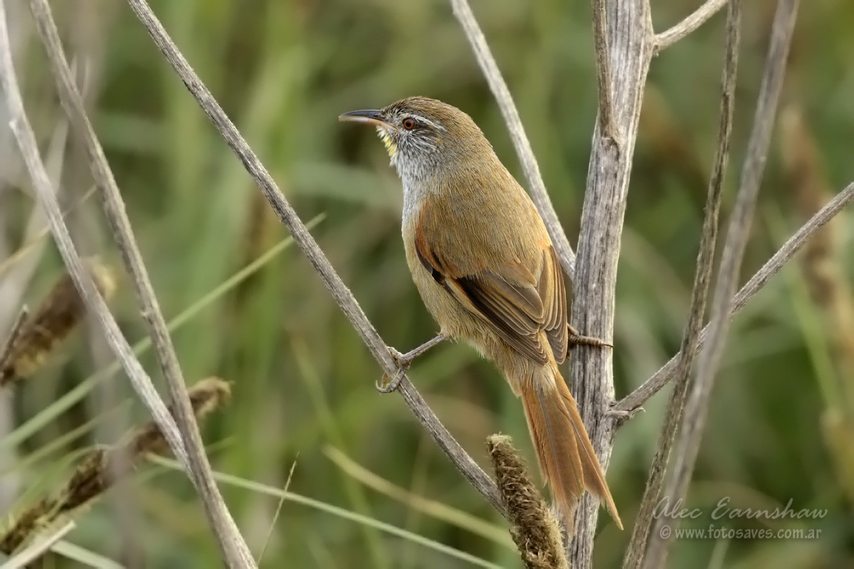 Sulphur-bearded Reedhaunter - ML609232537