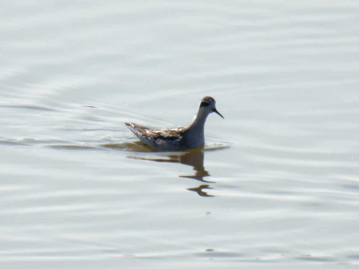 Red-necked Phalarope - ML609232548