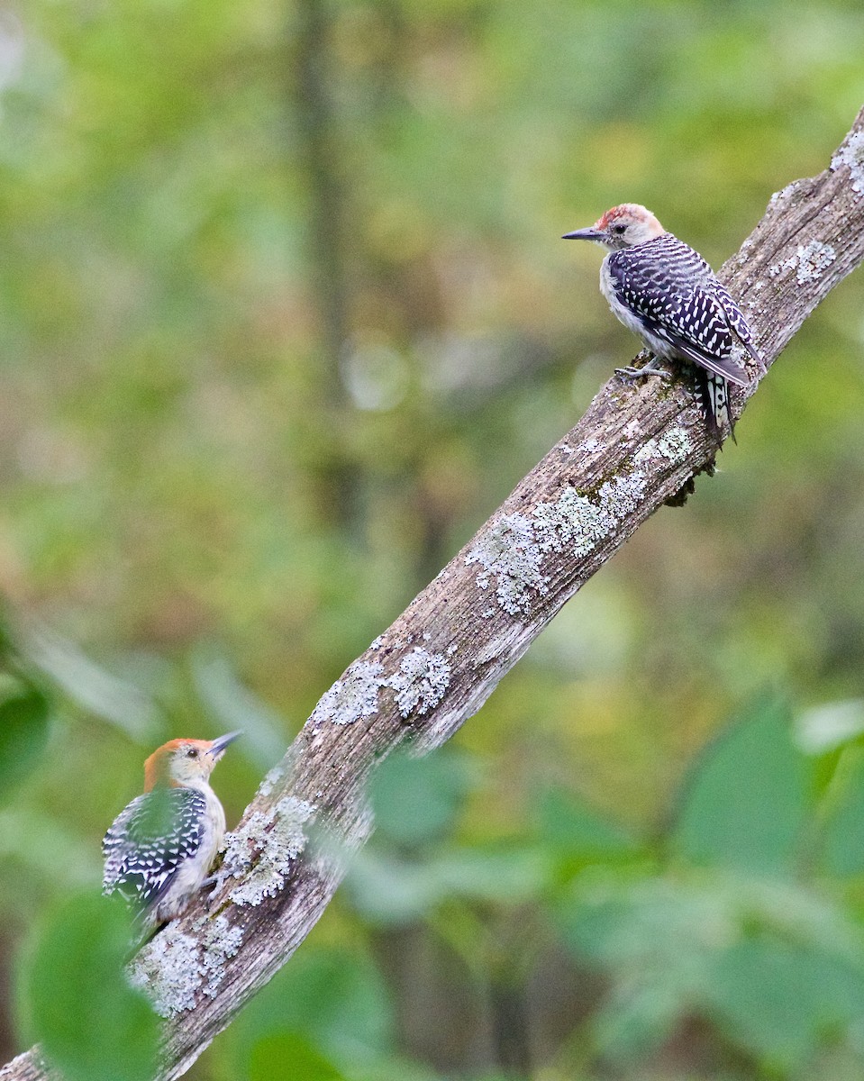 Red-bellied Woodpecker - ML609232562