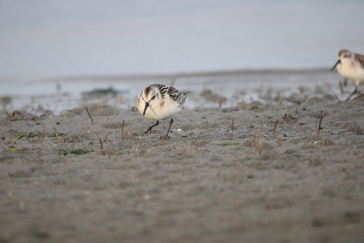 Bécasseau sanderling - ML609232583