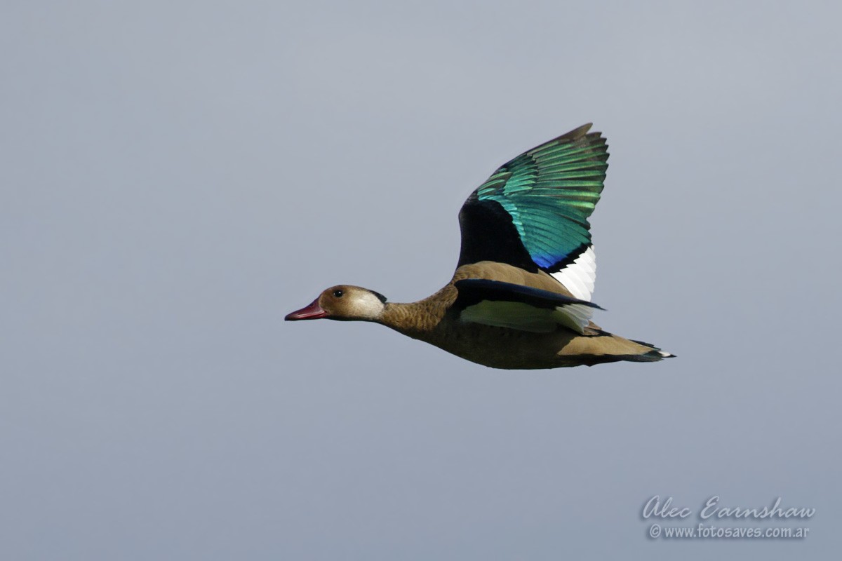 Brazilian Teal - ML609232590