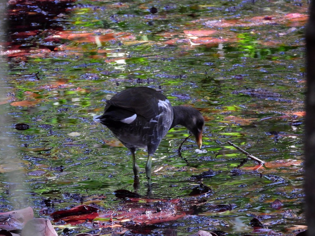 Gallinule d'Amérique - ML609232591