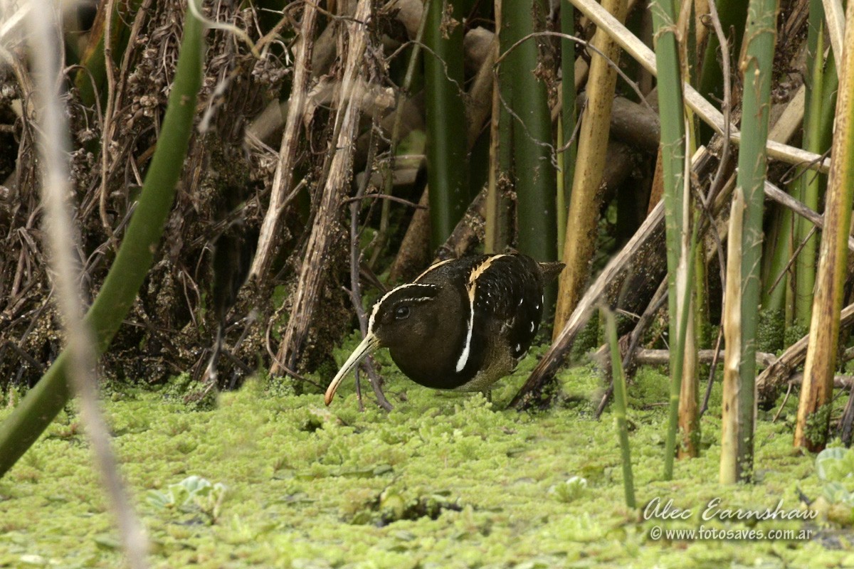 South American Painted-Snipe - ML609232596