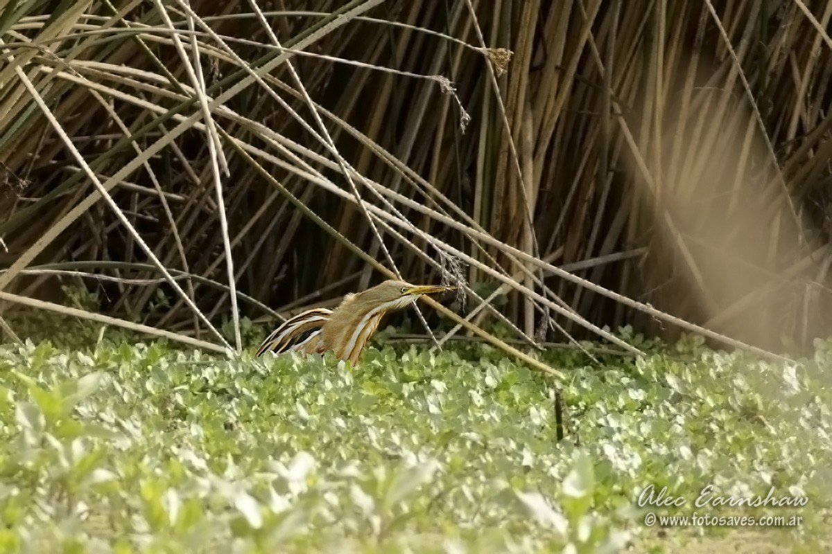 Stripe-backed Bittern - ML609232614
