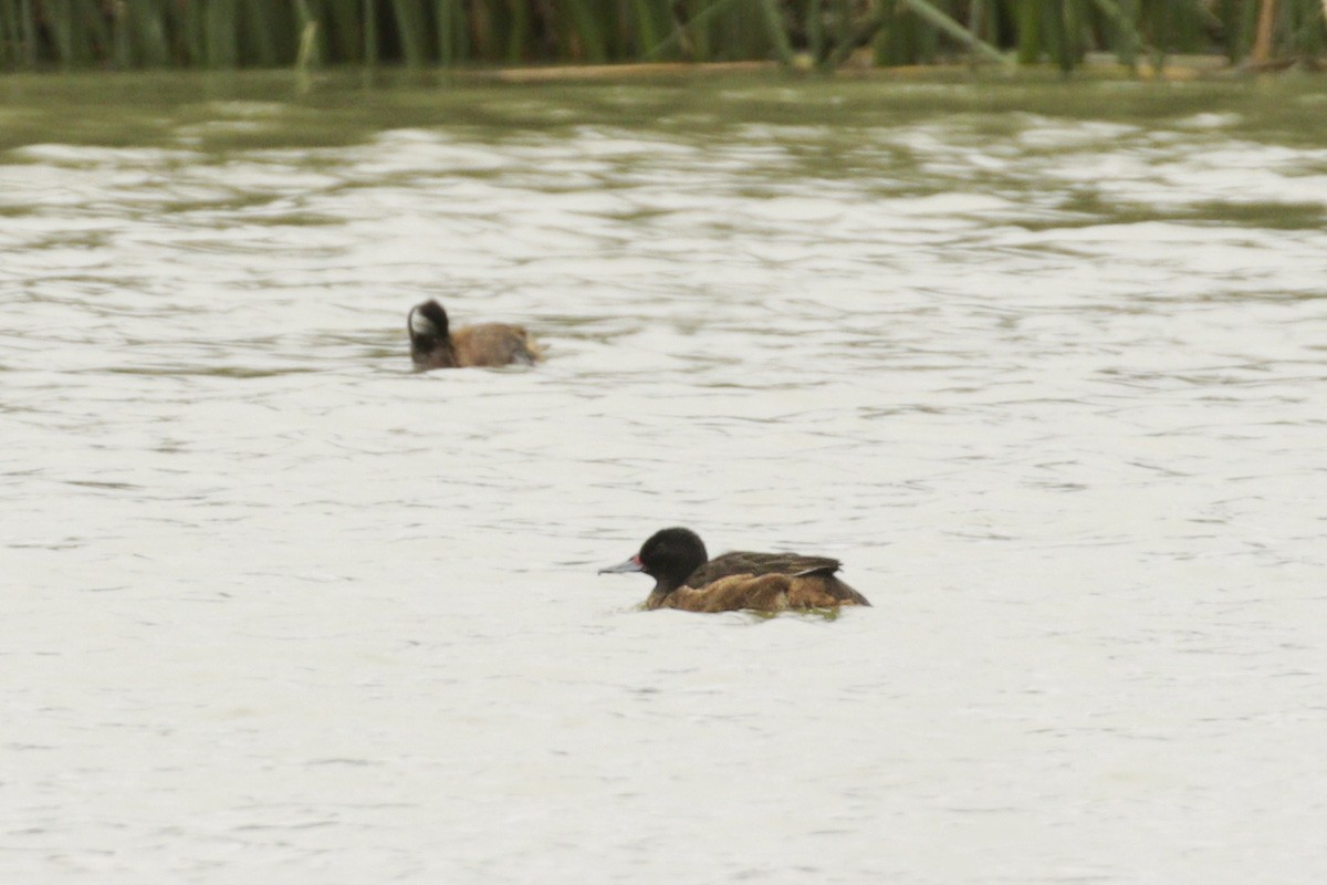 Black-headed Duck - ML609232623