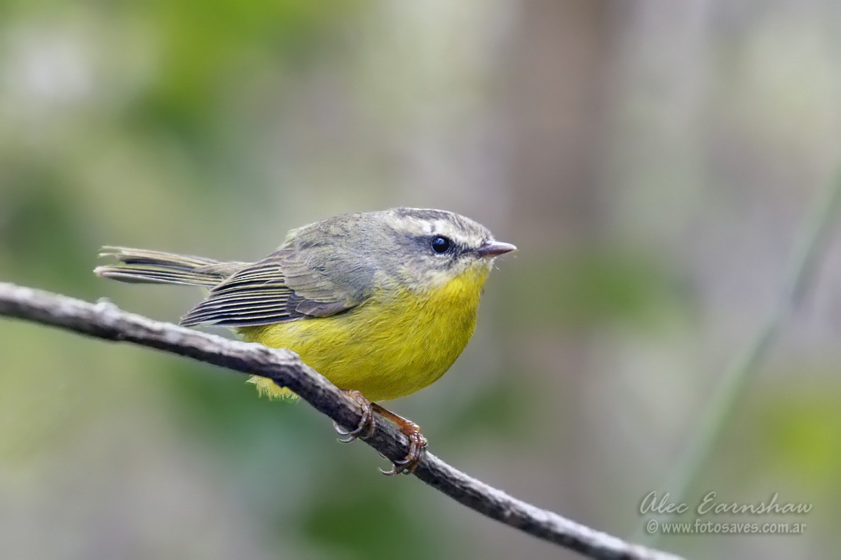 Golden-crowned Warbler - ML609232693