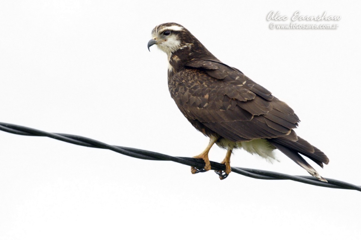 Snail Kite - ML609232775