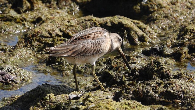 Long-billed Dowitcher - ML609232990