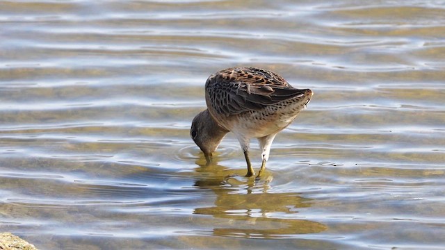 Long-billed Dowitcher - ML609232993