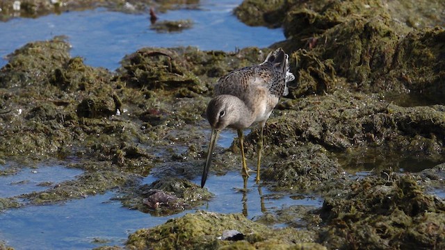 Long-billed Dowitcher - ML609232994