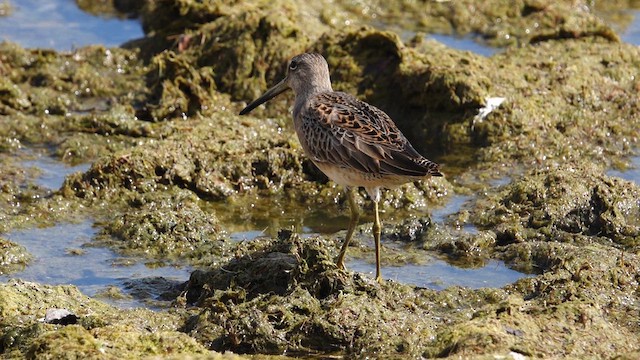 Long-billed Dowitcher - ML609233006