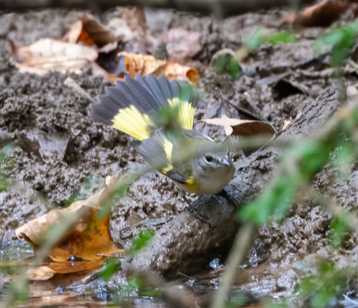 American Redstart - ML609233021